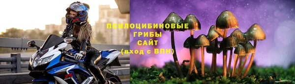 прущие грибы Абинск